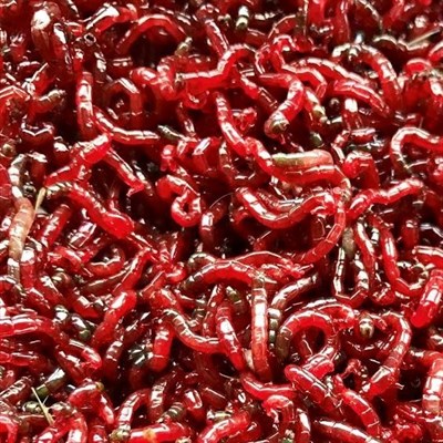 МОТЫЛЬ КРУПНЫЙ Насадочный УРАЛЬСКИЙ  0,5 кг 2106