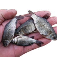 Живец КАРАСЬ (поштучно /около 15гр 1 штука) 3303