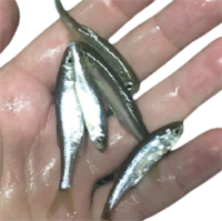 Живец ВЕРХОВКА - ВЕРХОПЛАВКА кг 3769